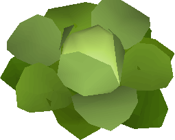 Cabbage