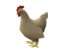 chickens in runescape